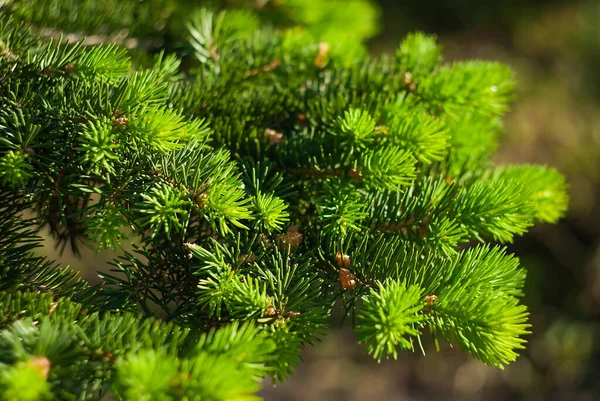 Junge Grüne Fichtenzweige Grünen Hintergrund — Stockfoto