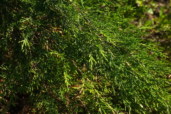 Junge Grüne Zweige Von Thuja Grünen Hintergrund — Stockfoto