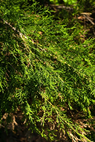 Junge Grüne Zweige Von Thuja Grünen Hintergrund — Stockfoto