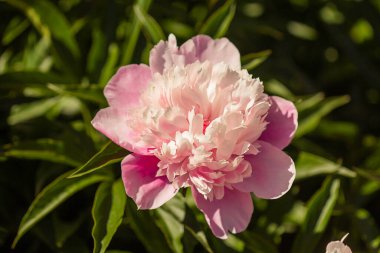 Baharda büyük pembe şakayık çiçeği