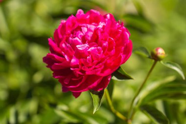 İlkbaharda yeşil yaprakların üzerinde koyu pembe şakayık çiçeği