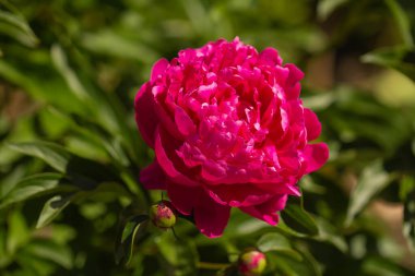 İlkbaharda tomurcukları olan yakın pembe sütun çiçeği.