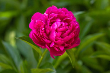 Yeşil bahar sisinin arka planında koyu pembe şakayık çiçeği