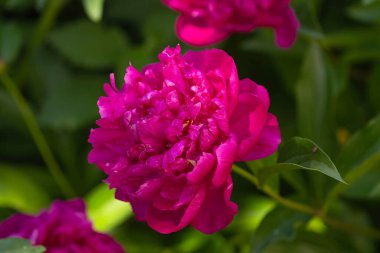 Yeşil bahar sisinin arka planında koyu pembe şakayık çiçeği