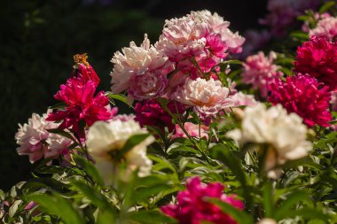 Baharda açan renkli şakayık tarlası