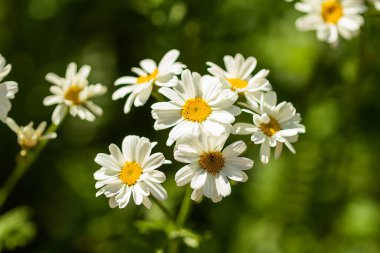 white chamomile flowers in summer