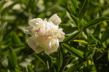Beyaz şakayık çiçeği soluyor yeşil yapraklardan oluşan bir arka planda