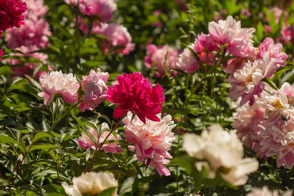 Baharda pembe ve kırmızı şakayık tarlaları
