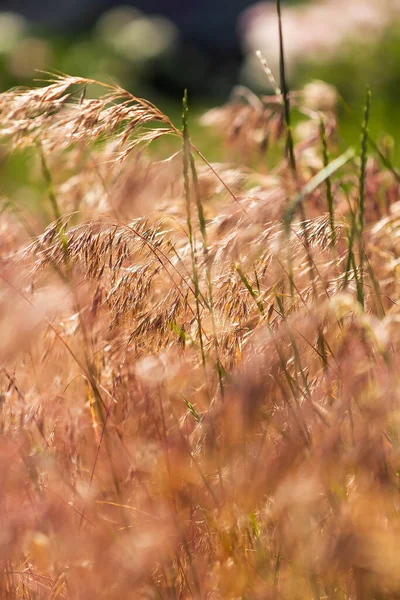 Red Grass Spring Sunny Day — Stock Photo, Image