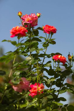 Mavi gökyüzünün arka planında kırmızı güller