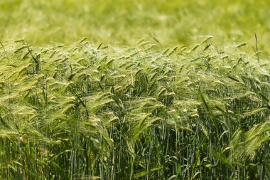 Yeşil çavdar tarlası yaz arkaplanı.