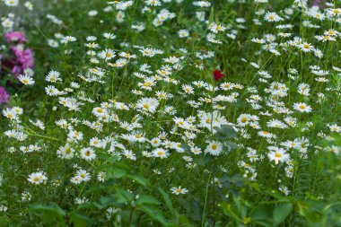 Beyaz papatya çiçekli çayır yaz arkaplanı