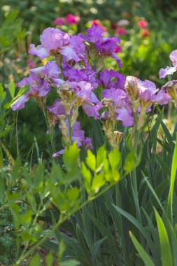 çimenlikte mor zambak çiçekleri yaz arka planında