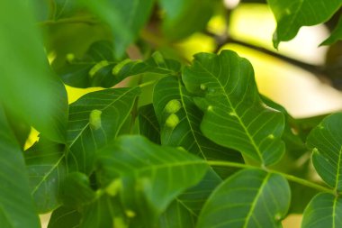 Yaz arkaplanında kavrulmuş acı ceviz yaprakları