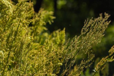 Yaz arkaplanındaki kuş tohumları