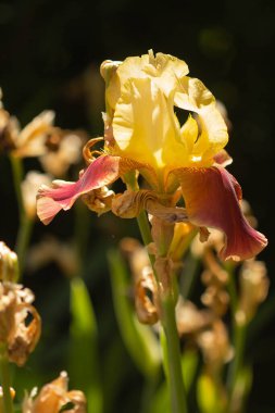 Sarı ve bordo zambak çiçeği yaz arkaplanı