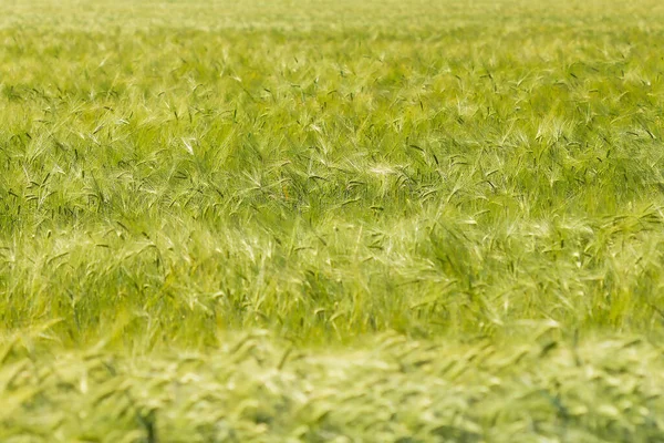 Field Spikelets Green Rye Summer Background — Stock Photo, Image