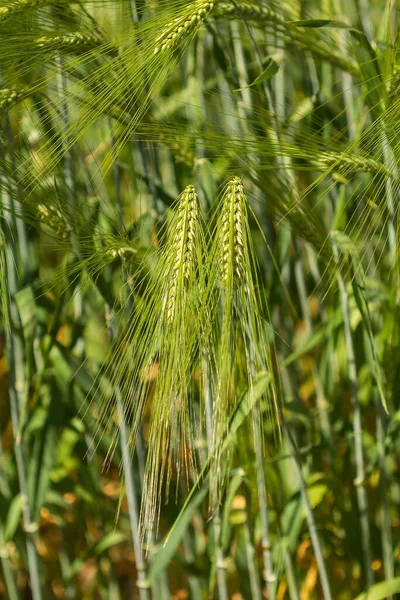 Field Spikelets Green Rye Summer Background — Stock Photo, Image