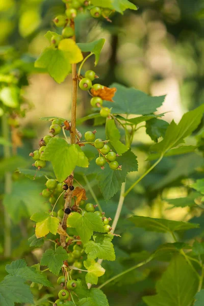 Zelená Černá Rybíz Ovoce Letní Pozadí — Stock fotografie