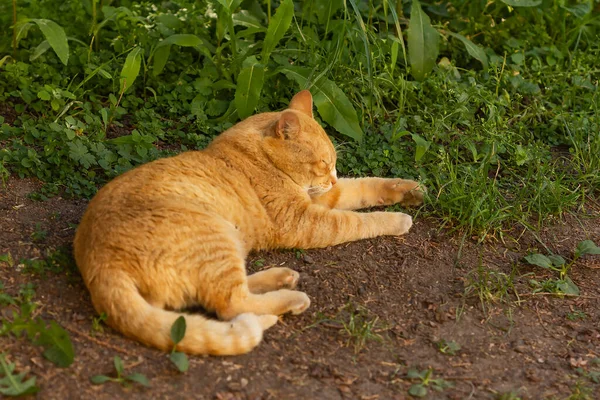 red cat sleeping in the shade of trees