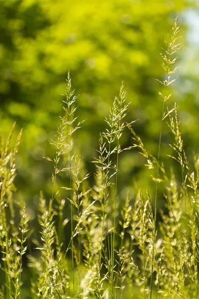 Spikelets Wheat Grass Backlight Summer Background — Stock Photo, Image