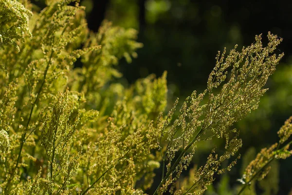 Yaz arkaplanındaki kuş tohumları
