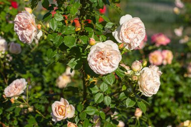 Bahçenin arka planında güller var.