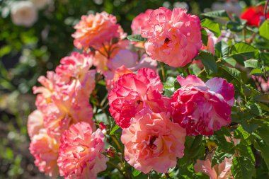 Pembe kremalı gül çalısı.