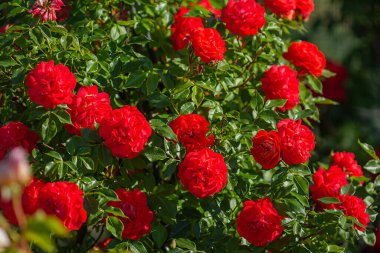 Kırmızı gül çalılığı