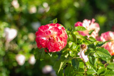 Bahçenin arka planında açan kırmızı güller.