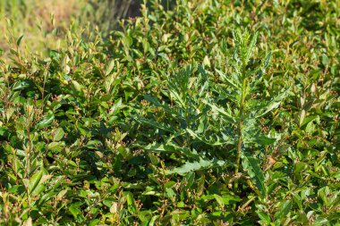 Yabani otlar için çiçek tarlası