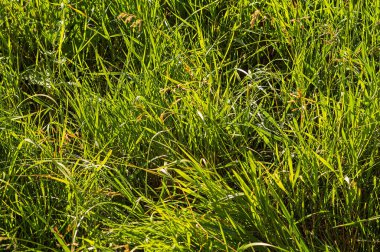 Güneşli bir arka planda yeşil çimenler