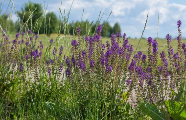 Yaz günü arka planında lavanta