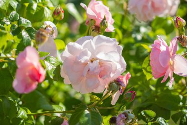 Pembe gül çiçekleri arka planda genç yaşlı