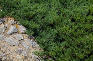 Arka planda taş çitli thuja çalıları