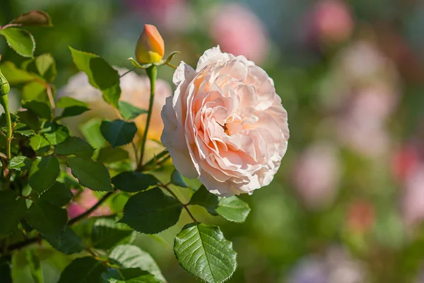 Cream Rose Flowers Background — Stock Photo, Image