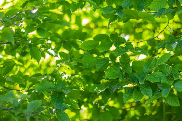 夏の緑の葉背景 — ストック写真