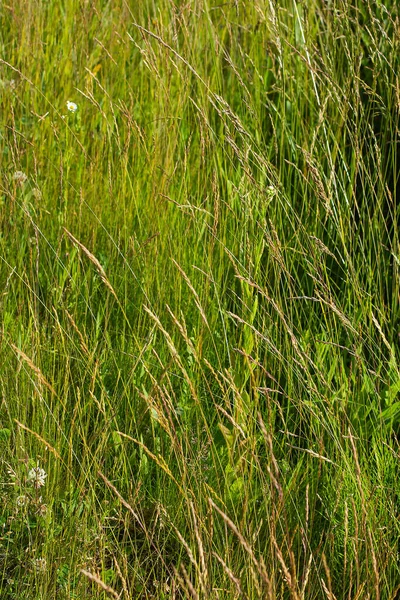 绿草和夏日背景 — 图库照片