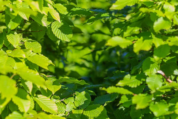 夏の緑の葉背景 — ストック写真