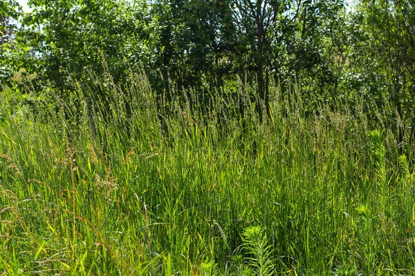 Grünes Gras Und Sommertag Hintergrund — Stockfoto