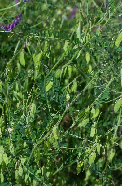 Grüne Blätter Der Pflanzen Sommer Tag Hintergrund — Stockfoto