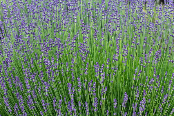 Yaz günü arka planında mor lavanta çiçekleri