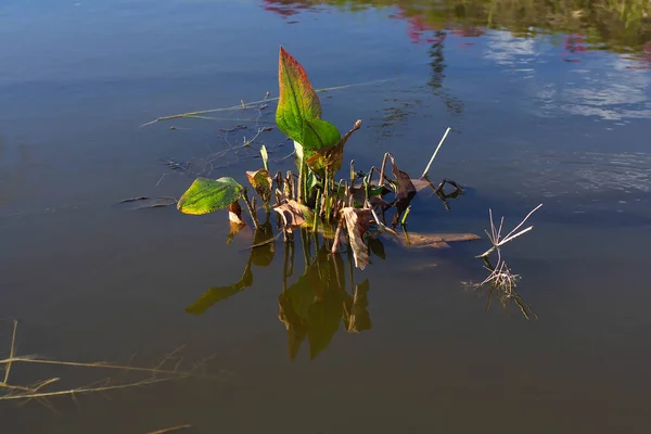 Fiume Pepe Stagno Estate Giorno Sfondo — Foto Stock