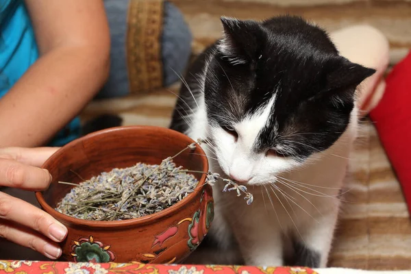 Cat Sniffs Dried Lavender Flowers — Zdjęcie stockowe
