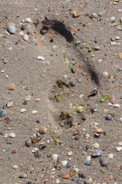 Yaz tatilinde ıslak kumsalda ayak izleri.