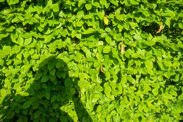 Summer Background Green Leaves Photographer Shadow — Stockfoto