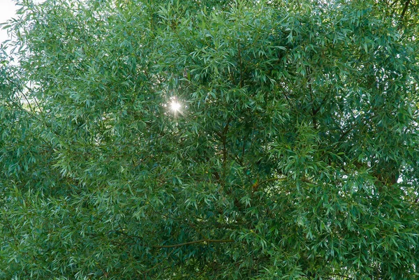 Willow Leaves Rays Sun — ストック写真
