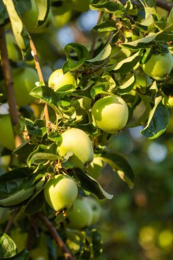 Bir elma ağacının bir şube üzerinde yeşil elma