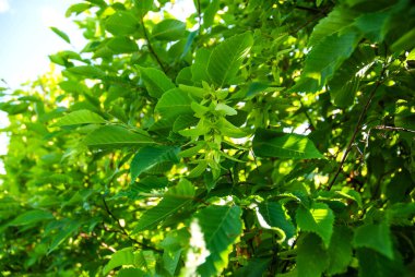 Green leaves of hazelnut with flowers summer background