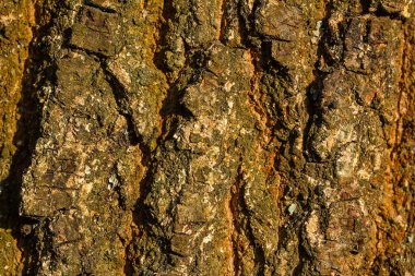 Tree bark texture on sunset background